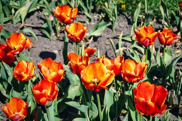 Many Orange Tulip Flowers Garden — Stock Photo, Image