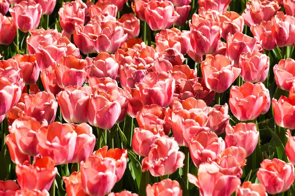 Many Pink Red Tulips Garden — Photo