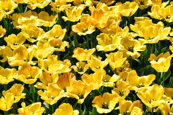 Muchos Tulipanes Amarillos Jardín —  Fotos de Stock