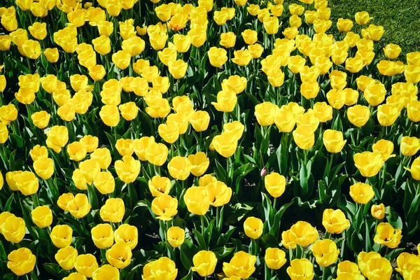 Many Yellow Tulips Garden — Stock Photo, Image