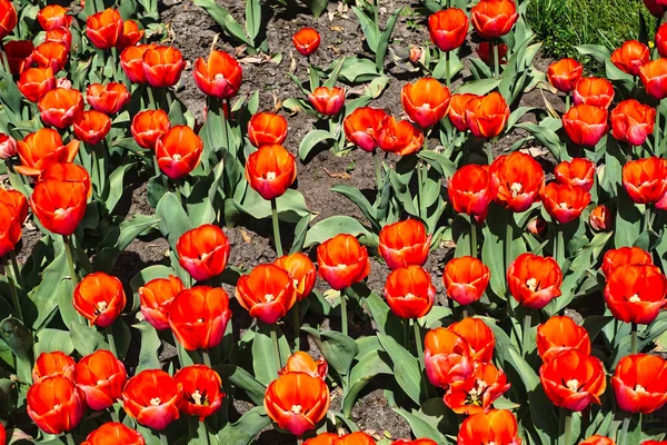 Many Red Tulip Flowers Garden Top View — Photo