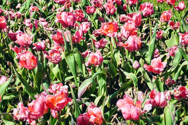 Many Pink Tulips Garden — Photo