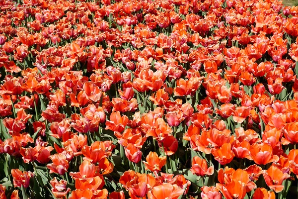 Many Orange Red Tulip Flowers Garden — Photo