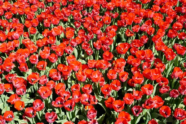 Many Red Tulip Flowers Garden — Photo