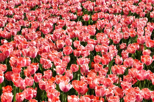 Many Pink Red Tulips Garden — Photo