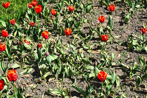 Many Orange Tulip Flowers Garden — Stock Photo, Image