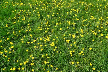 Bir çok dişi devedikeni çimlerin üzerinde