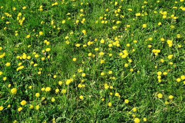 Bir çok dişi devedikeni çimlerin üzerinde