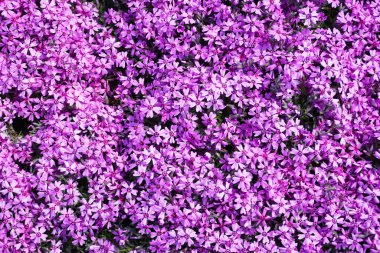Bir sürü küçük menekşe verbena çiçeği