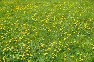 Bir çok dişi devedikeni çimlerin üzerinde