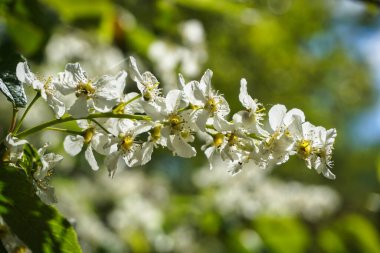Beyaz çiçek açan Japon kiraz ağacı, bokeh etkisi.