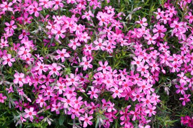 Bir sürü küçük pembe verbena çiçeği