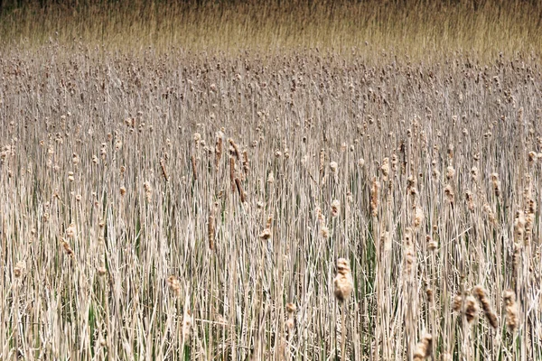 Many Dried Reeds Horizontal Photograph — Fotografia de Stock