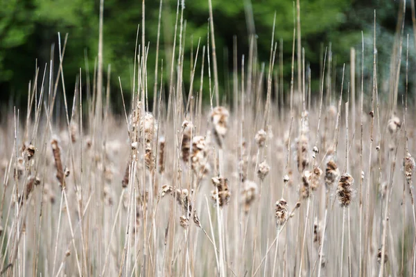 Birçok kurumuş saz - yatay fotoğraf