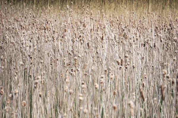 Many Dried Reeds Horizontal Photograph — Stock Fotó