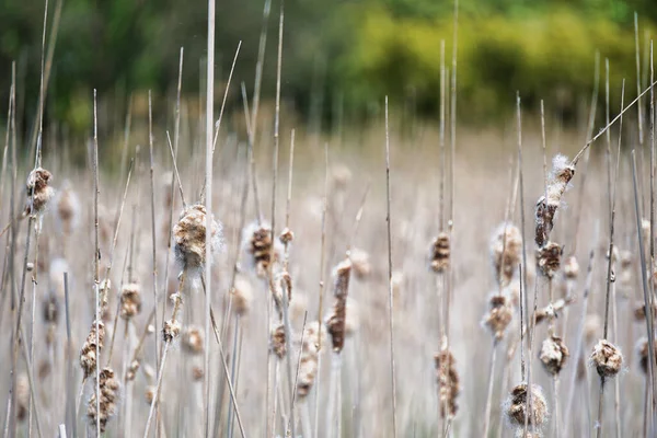 Birçok kurumuş saz - yatay fotoğraf