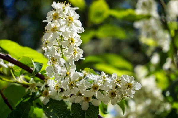 Beyaz çiçek açan Japon kiraz ağacı, bokeh etkisi.