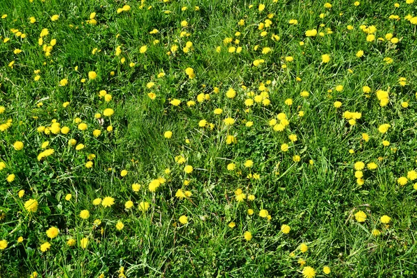 Bir çok dişi devedikeni çimlerin üzerinde