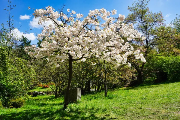 Beyaz çiçek Japon kiraz ağacı.