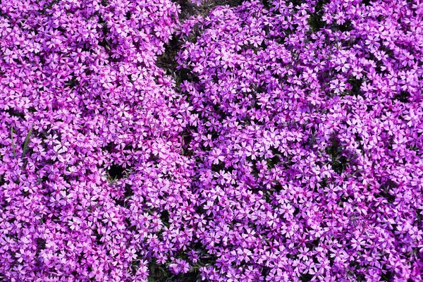 Many Tiny Violet Verbena Flowers — Stok fotoğraf