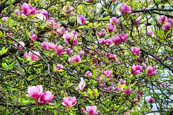 White Pink Blossom Magnolia Tree — стоковое фото