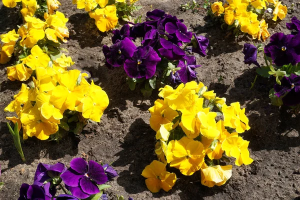 黄色と紫のパンジーの花 — ストック写真