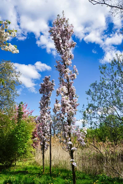 Beyaz çiçek Japon kiraz ağacı.