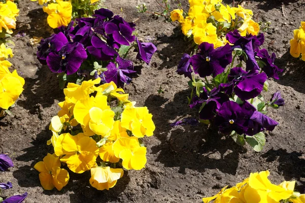 sarı ve mor homo çiçekler