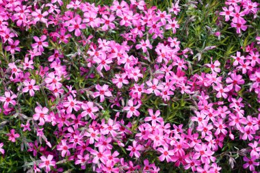 Many tiny pink verbena flowers
