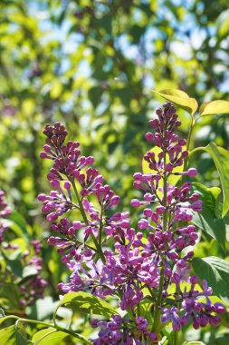 Baharda mor leylak bitkisi