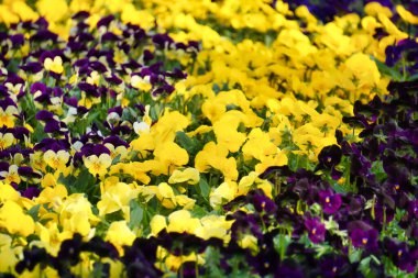 Yellow and purple pansy flowers