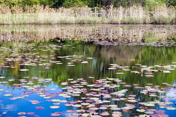 Sazlık ve yapraklı gölet