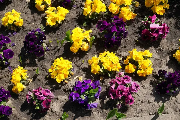 黄色と紫のパンジーの花 — ストック写真