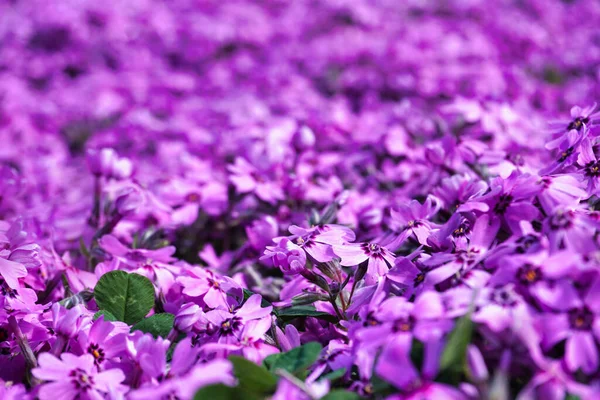 Many Tiny Violet Verbena Flowers — Stock Photo, Image