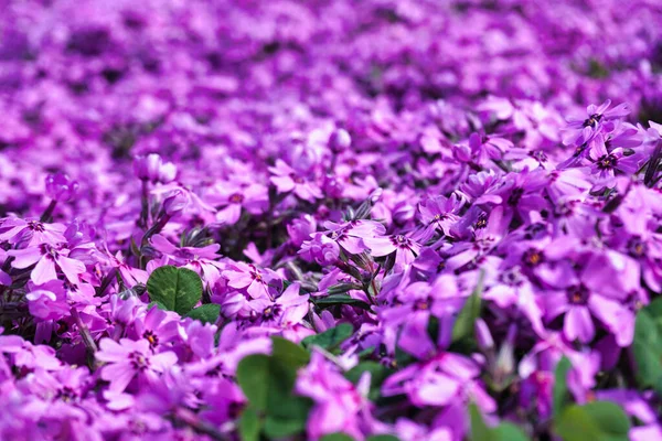 Many Tiny Violet Verbena Flowers — Stock Photo, Image