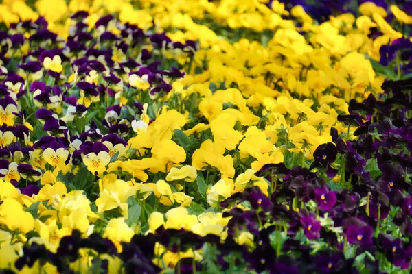 黄色と紫のパンジーの花 — ストック写真
