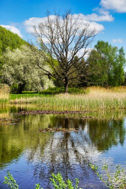 7 Mayıs 2022, Lodz, Polonya - Botanik bahçesi - ağaç ve gölet