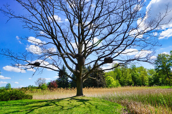 7th May 2022, Lodz, Poland - Botanical garden, decoration on a tree