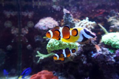Akvaryumda yüzen iki anemon balığı.