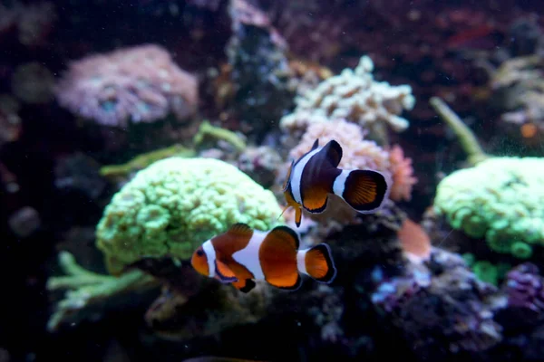 Due Pesci Anemone Che Nuotano Acquario — Foto Stock