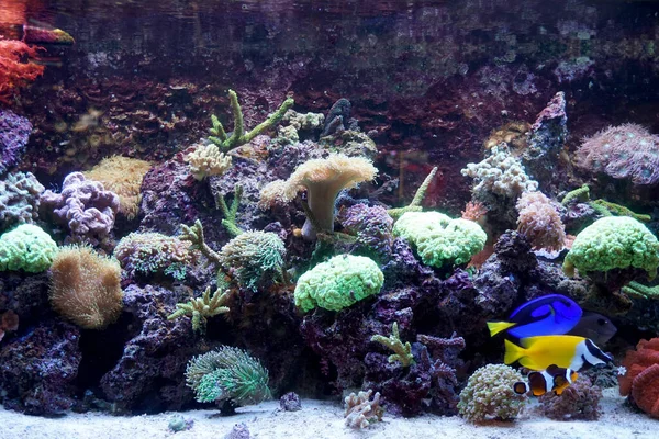 Hippo Tang Och Foxface Rabbitfish Simmar Akvarium Med Korallrev — Stockfoto