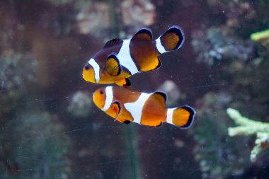 Akvaryumda yüzen iki anemon balığı.