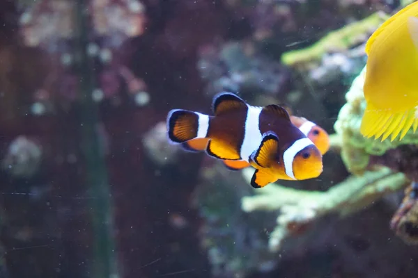 Akvaryumda Yüzen Iki Anemon Balığı — Stok fotoğraf