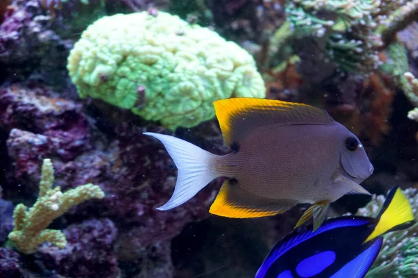 Naso Tang Poissons Nageant Dans Aquarium — Photo