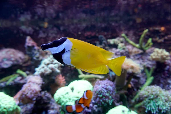 Žlutá Černá Liščí Tvář Králičí Ryba Plavající Akváriu — Stock fotografie