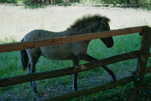 Polish Konik - young brown pony, wooden fence