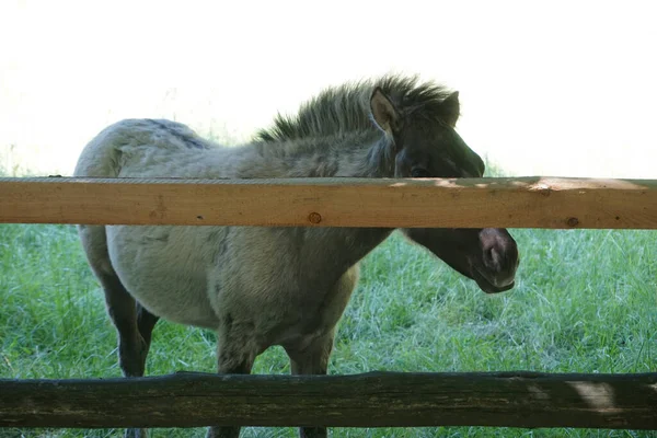 Polaco Konik Pony Marrón Joven Cerca Madera —  Fotos de Stock