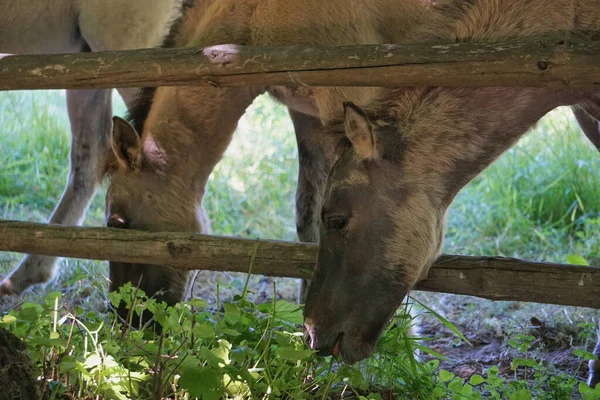 Polish Konik - two horses eating grass