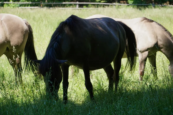 Konik Polonês Cavalos Marrons Pasto — Fotografia de Stock