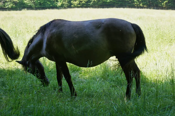 Polish Konik Brown Pony Pasture — Stock Photo, Image